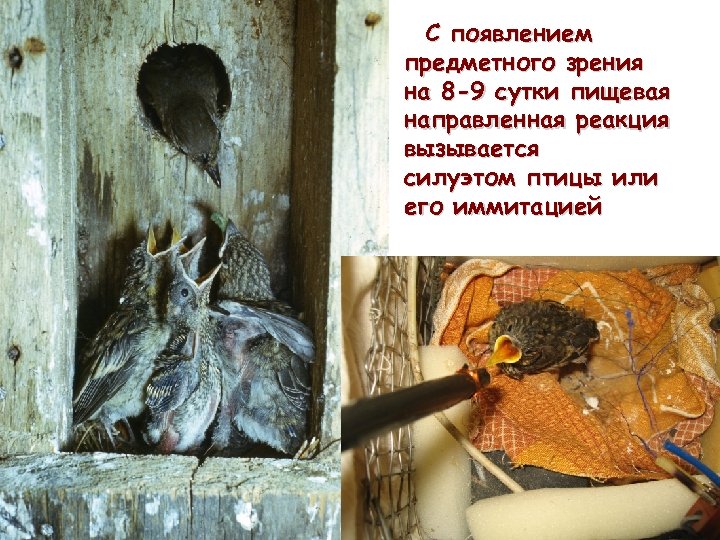 С появлением предметного зрения на 8 -9 сутки пищевая направленная реакция вызывается силуэтом птицы