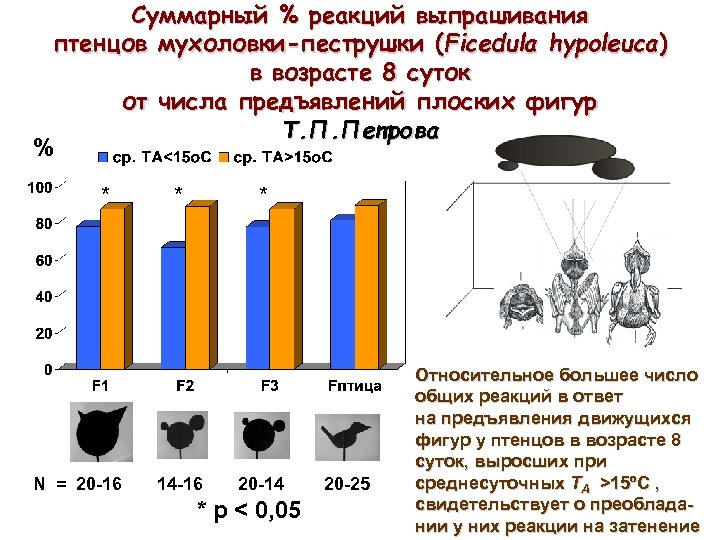 Суммарный % реакций выпрашивания птенцов мухоловки-пеструшки (Ficedula hypoleuca) в возрасте 8 суток от числа