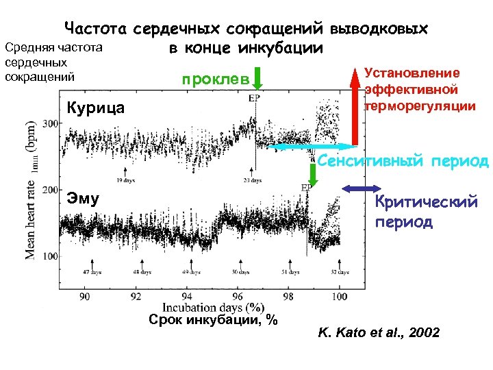 Частота сердечных сокращений выводковых Средняя частота в конце инкубации сердечных сокращений проклев Курица Установление