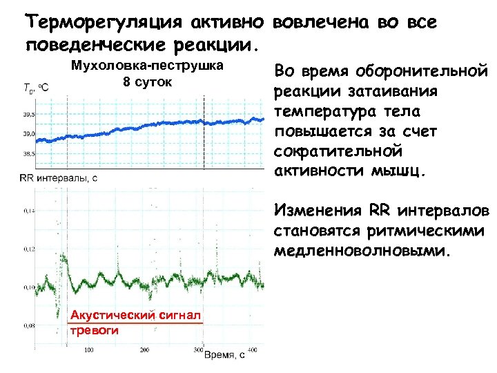 Терморегуляция активно вовлечена во все поведенческие реакции. Мухоловка-пеструшка 8 суток Во время оборонительной реакции