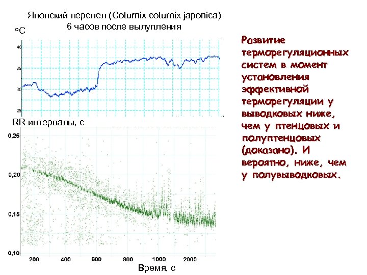 Японский перепел (Coturnix coturnix japonica) 6 часов после вылупления о. С RR интервалы, с