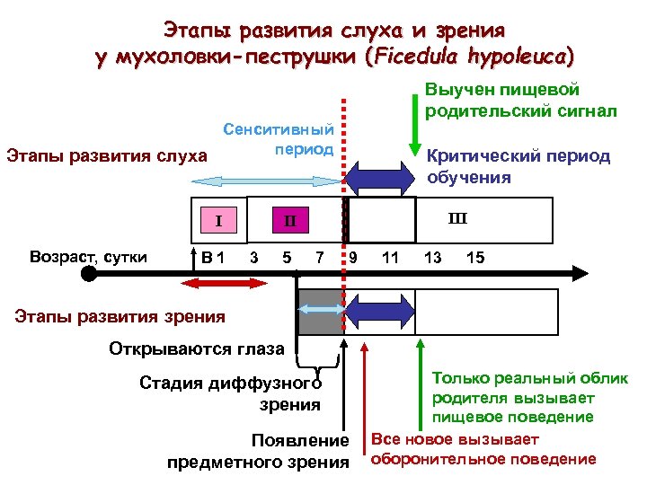 Этапы развития слуха и зрения у мухоловки-пеструшки (Ficedula hypoleuca) Выучен пищевой родительский сигнал Сенситивный