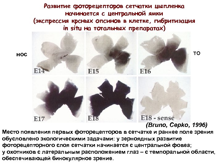 Развитие фоторецепторов сетчатки цыпленка начинается с центральной ямки (экспрессия крсных опсинов в клетке, гибритизация