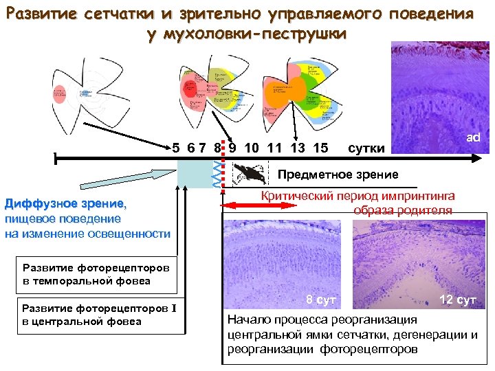 Развитие сетчатки и зрительно управляемого поведения у мухоловки-пеструшки 5 6 7 8 9 10