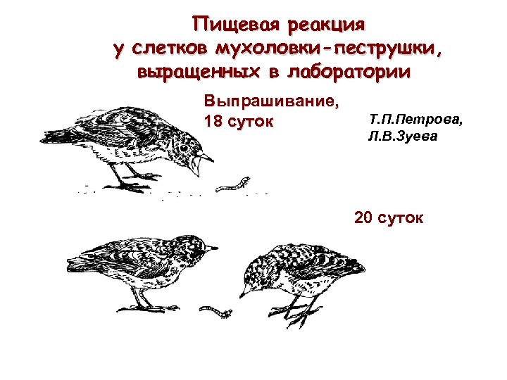 Пищевая реакция у слетков мухоловки-пеструшки, выращенных в лаборатории Выпрашивание, 18 суток Т. П. Петрова,