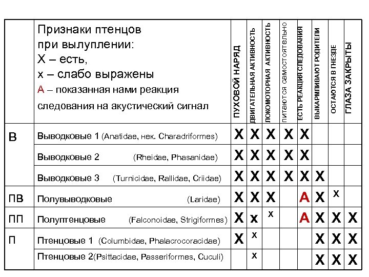 в Выводковые 1 (Anatidae, нек. Charadriformes) Выводковые 2 Выводковые 3 пв пп п Полувыводковые