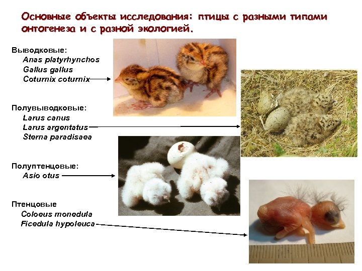 Основные объекты исследования: птицы с разными типами онтогенеза и с разной экологией. Выводковые: Anas
