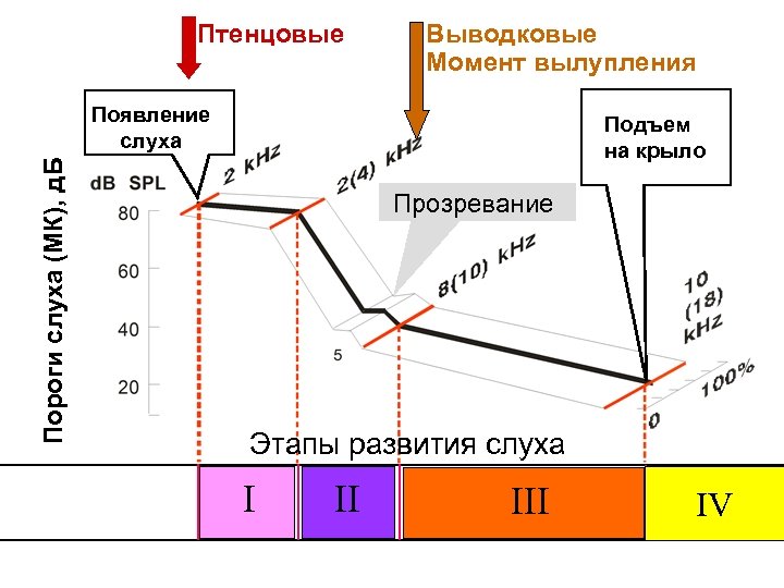 Птенцовые Выводковые Момент вылупления Пороги слуха (МК), д. Б Появление слуха Подъем на крыло