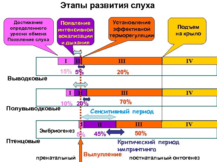 Уровень обмена. Этапы развития слуха у детей. Основные этапы развития слуха у ребенка. Основные этапы развития органа слуха у ребенка. Формирование слухового восприятия в онтогенезе.