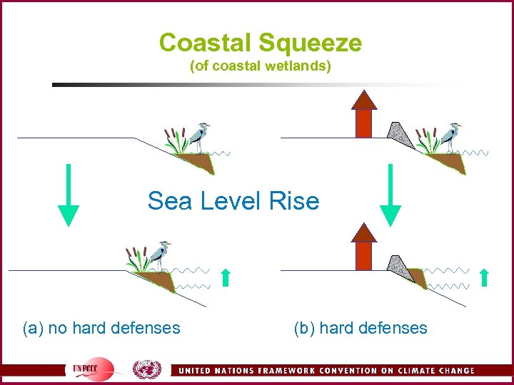 Coastal Squeeze (of coastal wetlands) Sea Level Rise (a) no hard defenses (b) hard
