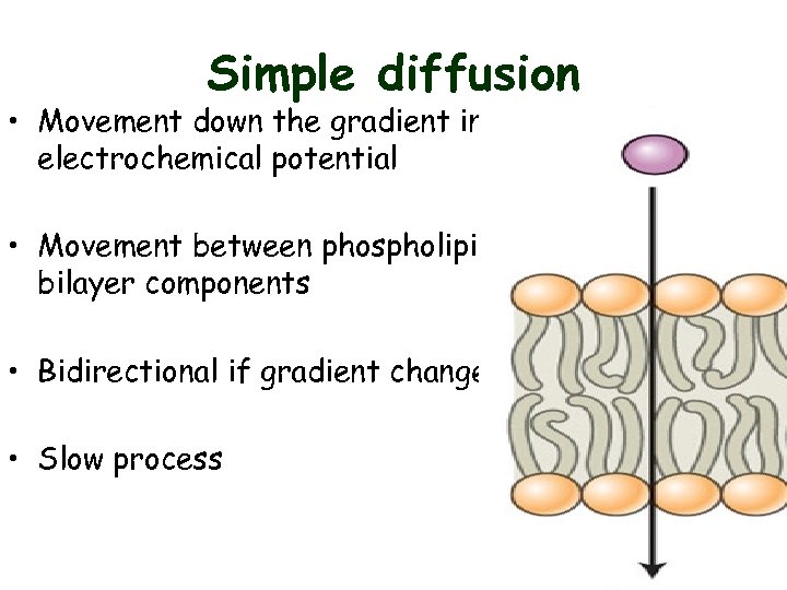 Simple diffusion • Movement down the gradient in electrochemical potential • Movement between phospholipid