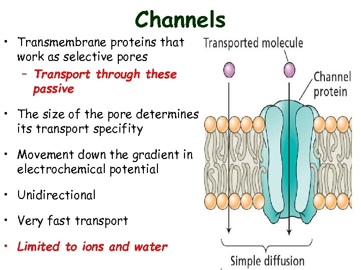 Channels • Transmembrane proteins that work as selective pores – Transport through these passive