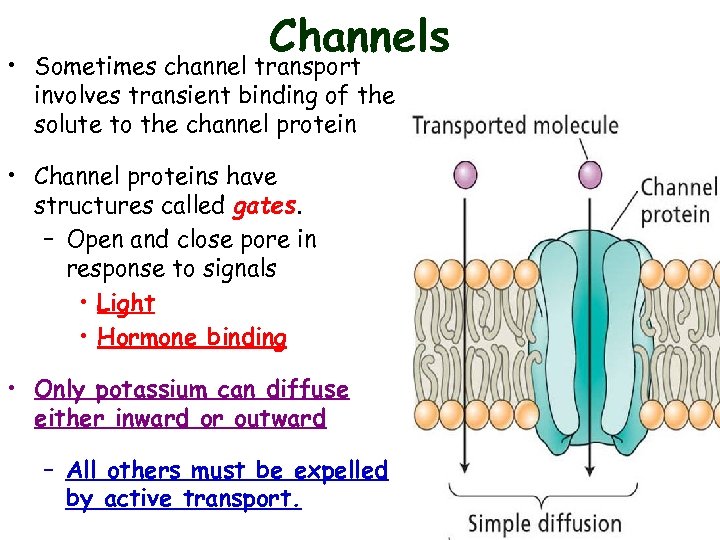 Channels • Sometimes channel transport involves transient binding of the solute to the channel