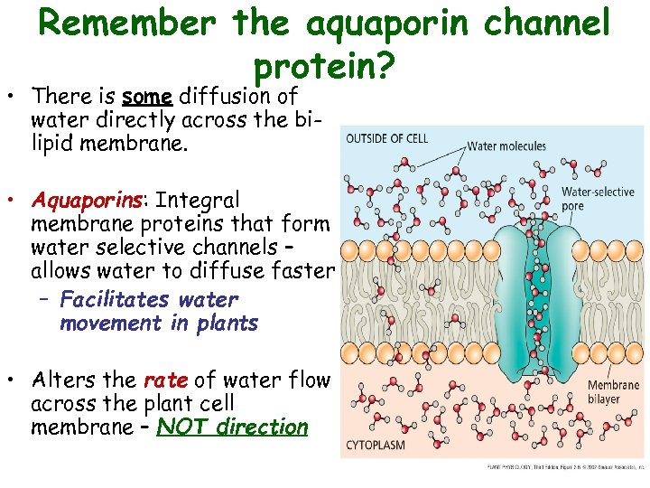 Remember the aquaporin channel protein? • There is some diffusion of water directly across