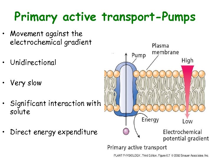 Primary active transport-Pumps • Movement against the electrochemical gradient • Unidirectional • Very slow