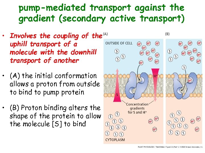 pump-mediated transport against the gradient (secondary active transport) • Involves the coupling of the