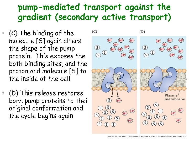 pump-mediated transport against the gradient (secondary active transport) • (C) The binding of the