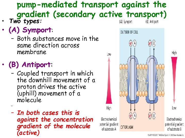 pump-mediated transport against the gradient (secondary active transport) • Two types: • (A) Symport: