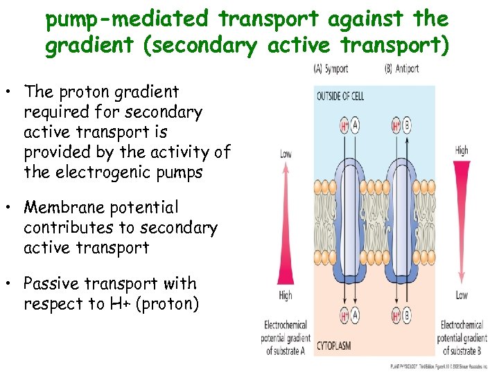 pump-mediated transport against the gradient (secondary active transport) • The proton gradient required for