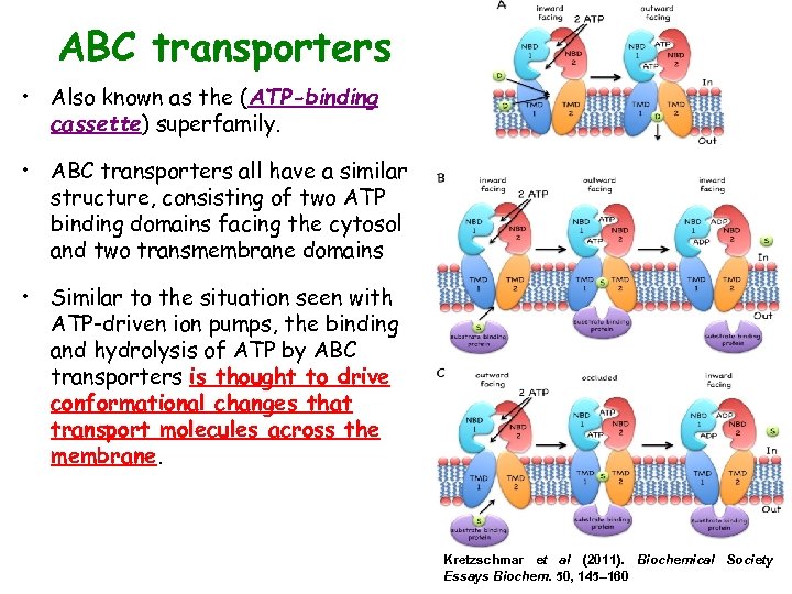ABC transporters • Also known as the (ATP-binding cassette) superfamily. • ABC transporters all