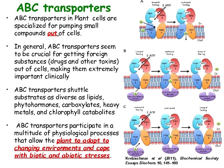 ABC transporters • ABC transporters in Plant cells are specialized for pumping small compounds
