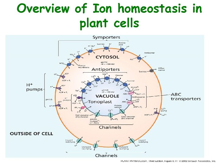 Overview of Ion homeostasis in plant cells 