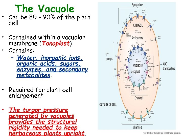 The Vacuole • Can be 80 – 90% of the plant cell • Contained
