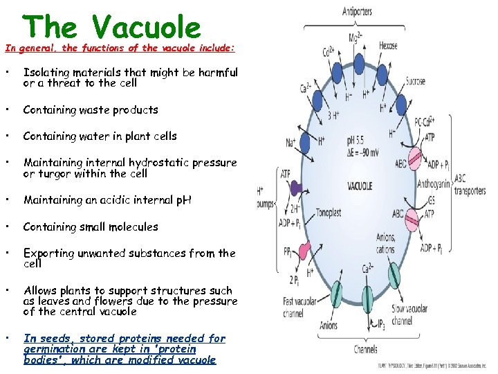 The Vacuole In general, the functions of the vacuole include: • Isolating materials that