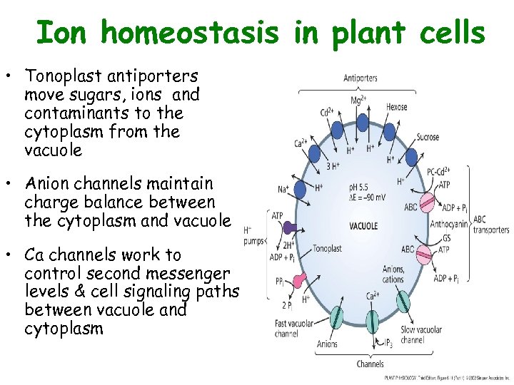 Ion homeostasis in plant cells • Tonoplast antiporters move sugars, ions and contaminants to