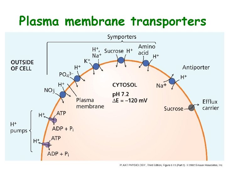 Plasma membrane transporters 