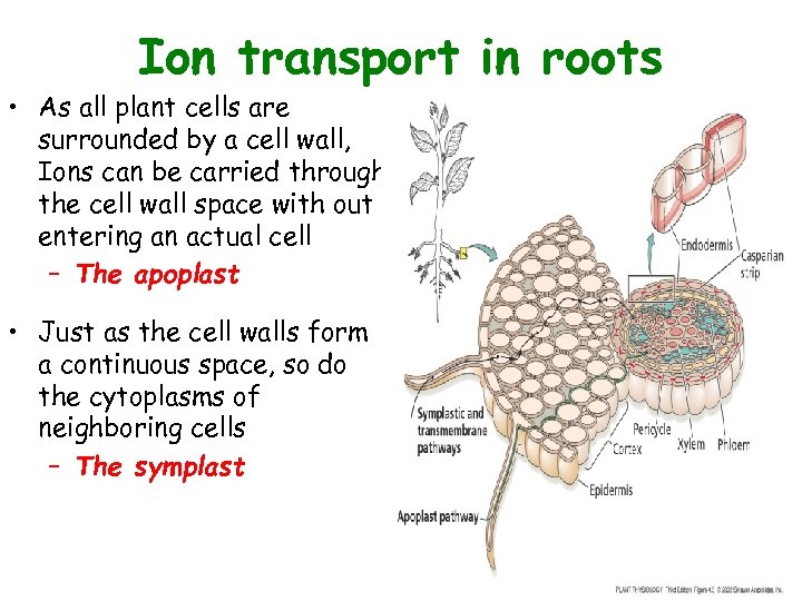 Ion transport in roots • As all plant cells are surrounded by a cell