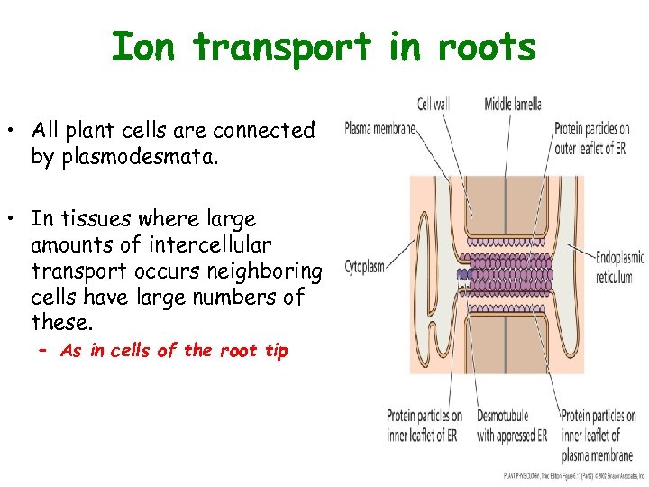Ion transport in roots • All plant cells are connected by plasmodesmata. • In