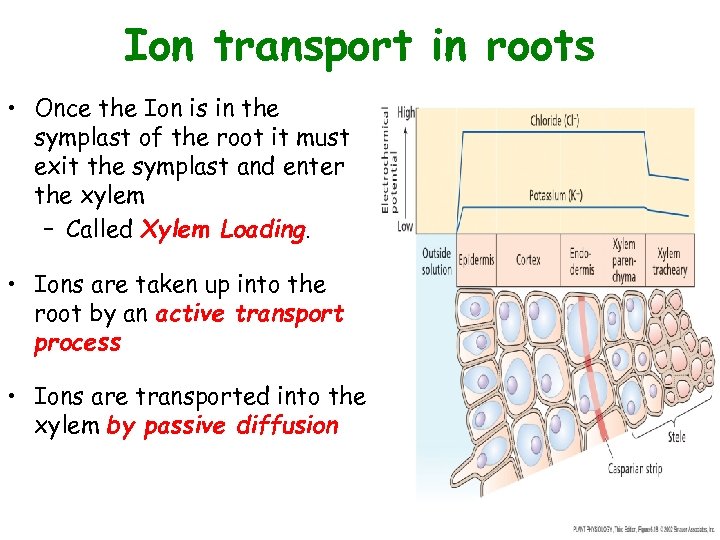 Ion transport in roots • Once the Ion is in the symplast of the