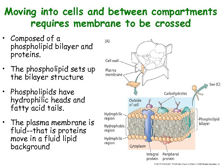 Moving into cells and between compartments requires membrane to be crossed • Composed of