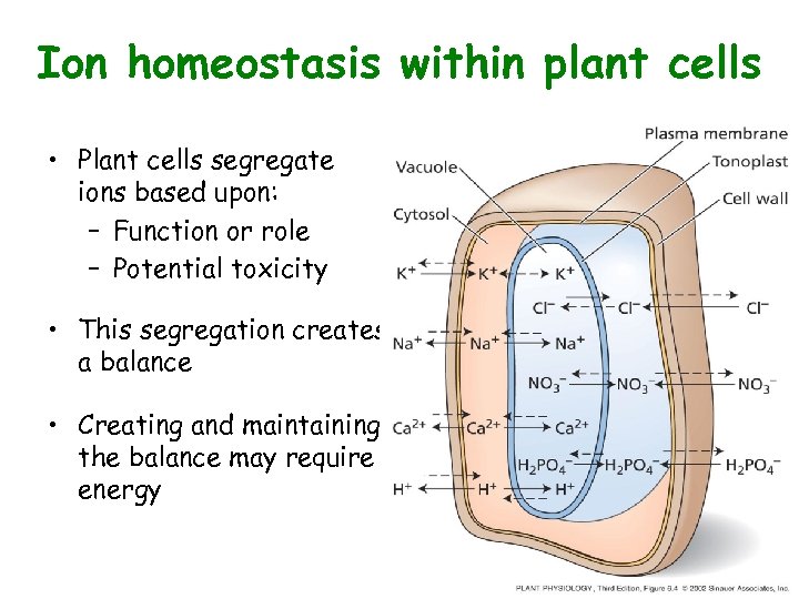 Ion homeostasis within plant cells • Plant cells segregate ions based upon: – Function
