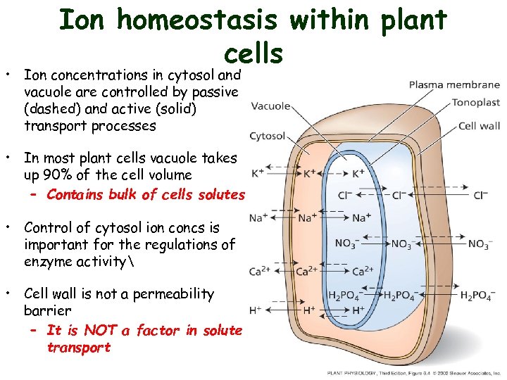 Ion homeostasis within plant cells • Ion concentrations in cytosol and vacuole are controlled