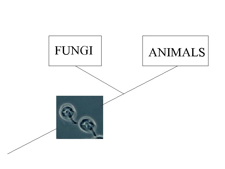 FUNGI ANIMALS 