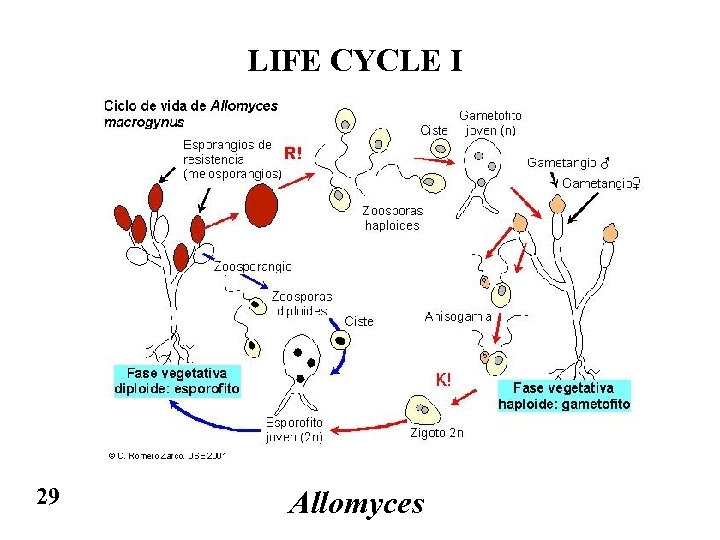 LIFE CYCLE I 29 Allomyces 