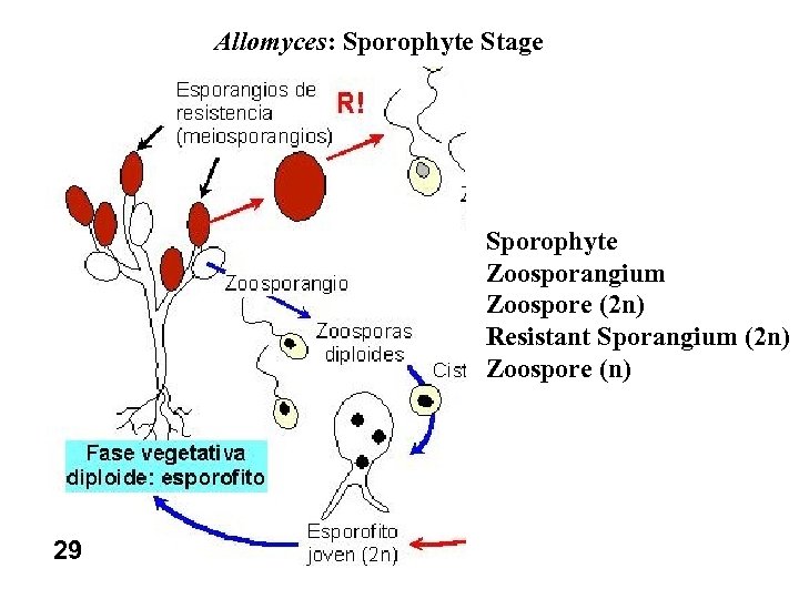 Allomyces: Sporophyte Stage Sporophyte Zoosporangium Zoospore (2 n) Resistant Sporangium (2 n) Zoospore (n)