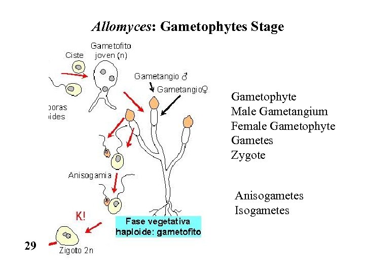 Allomyces: Gametophytes Stage Gametophyte Male Gametangium Female Gametophyte Gametes Zygote Anisogametes Isogametes 29 