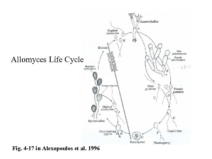 Allomyces Life Cycle Fig. 4 -17 in Alexopoulos et al. 1996 