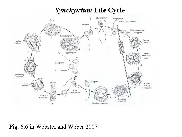 Synchytrium Life Cycle Fig. 6. 6 in Webster and Weber 2007 