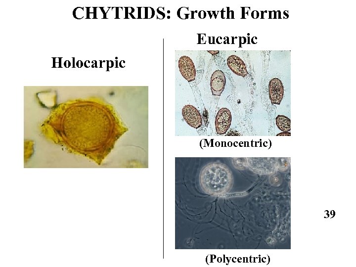 CHYTRIDS: Growth Forms Eucarpic Holocarpic (Monocentric) 39 (Polycentric) 