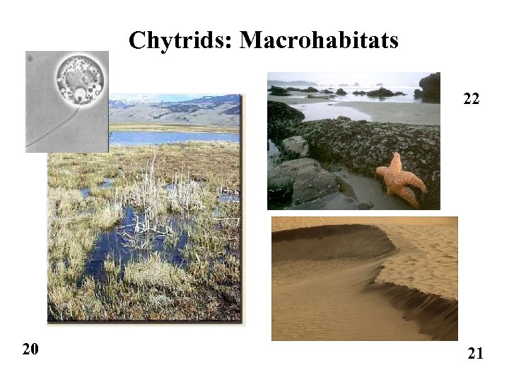 Chytrids: Macrohabitats 22 20 21 