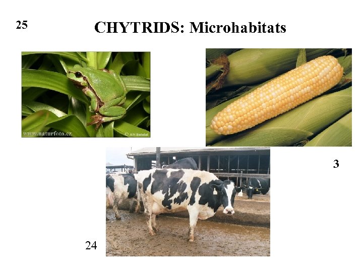 25 CHYTRIDS: Microhabitats 3 24 