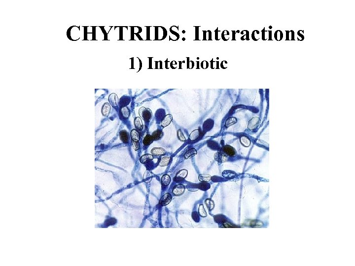 CHYTRIDS: Interactions 1) Interbiotic 