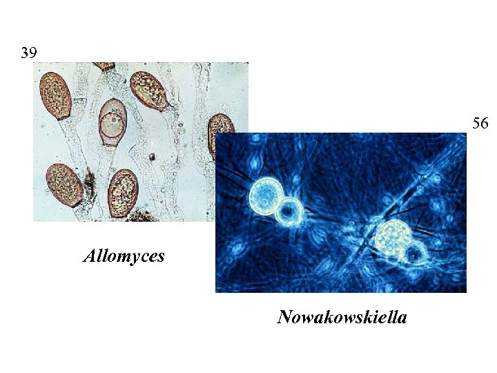 39 56 Allomyces Nowakowskiella 