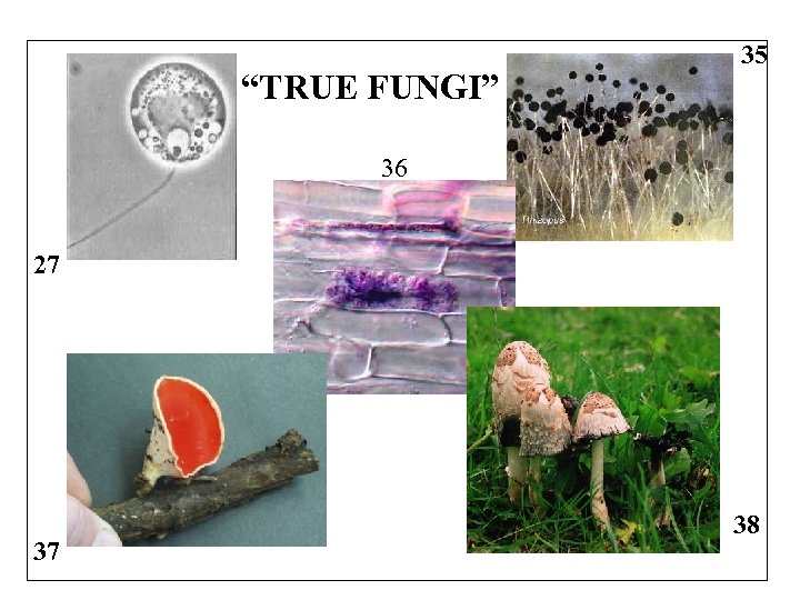 “TRUE FUNGI” 35 36 27 37 38 