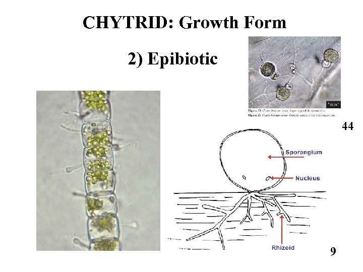 CHYTRID: Growth Form 2) Epibiotic 44 9 