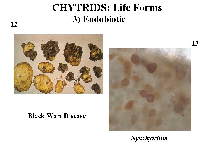 CHYTRIDS: Life Forms 12 3) Endobiotic 13 Black Wart Disease Synchytrium 